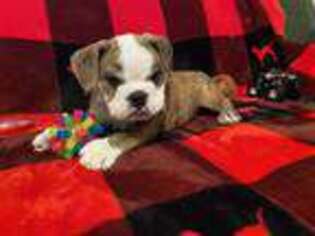 Bulldog Puppy for sale in Shady Point, OK, USA