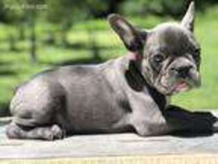 French Bulldog Puppy for sale in Woodhaven, NY, USA