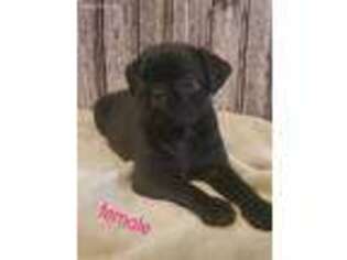 Pug Puppy for sale in Albion, IN, USA