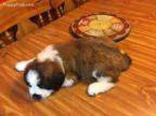 Saint Bernard Puppy for sale in Brownwood, TX, USA
