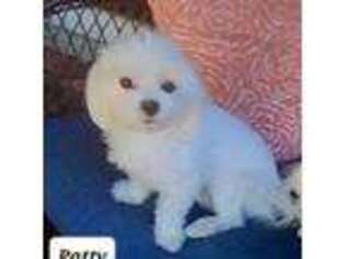 Maltese Puppy for sale in Clarksville, AR, USA