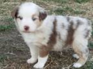 Australian Shepherd Puppy for sale in Oologah, OK, USA