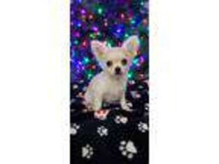 Chihuahua Puppy for sale in Springville, NY, USA