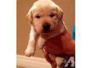 Mutt Puppy for sale in YOUNGTOWN, AZ, USA