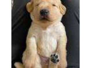 Golden Retriever Puppy for sale in Eyota, MN, USA