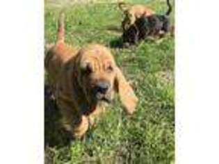 Bloodhound Puppy for sale in Pelahatchie, MS, USA
