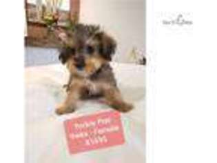 Yorkshire Terrier Puppy for sale in Madison, WI, USA