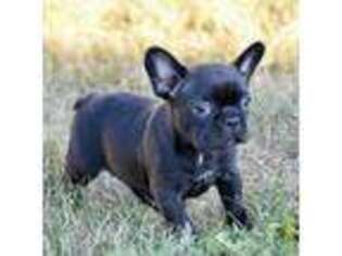 French Bulldog Puppy for sale in Shipshewana, IN, USA