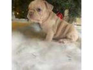 French Bulldog Puppy for sale in Macomb, MI, USA