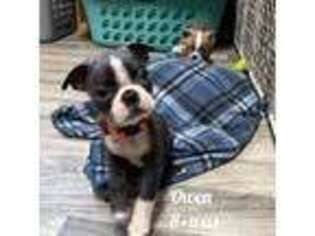 Boston Terrier Puppy for sale in Swainsboro, GA, USA