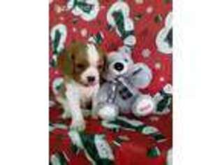 Cavalier King Charles Spaniel Puppy for sale in Scottville, MI, USA