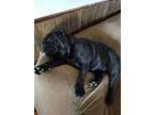 Bulldog Puppy for sale in Foster, KY, USA