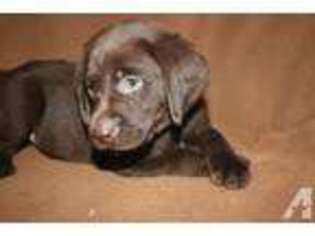 Labrador Retriever Puppy for sale in SPRINGFIELD, MA, USA