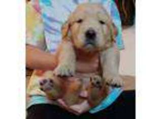 Golden Retriever Puppy for sale in North Hampton, NH, USA