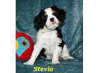 Cavalier King Charles Spaniel Puppy for sale in Arroyo Grande, CA, USA