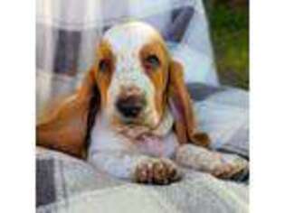 Basset Hound Puppy for sale in Lake Park, MN, USA