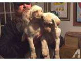 Labrador Retriever Puppy for sale in CLAREMORE, OK, USA