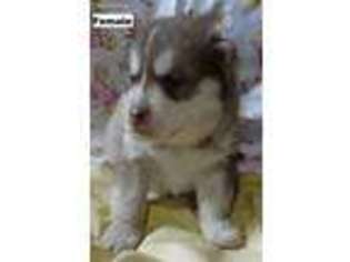 Siberian Husky Puppy for sale in Smithton, PA, USA