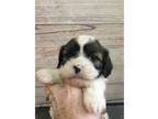Cavapoo Puppy for sale in Lone Jack, MO, USA