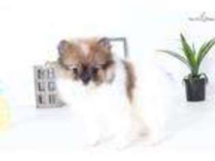 Pomeranian Puppy for sale in Fort Myers, FL, USA