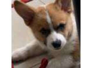 Pembroke Welsh Corgi Puppy for sale in Del Rio, TX, USA
