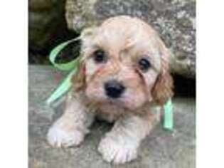 Cavapoo Puppy for sale in East Palestine, OH, USA