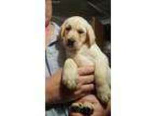 Labrador Retriever Puppy for sale in Orange, MA, USA