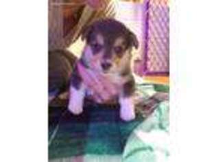 Pembroke Welsh Corgi Puppy for sale in Mc Cordsville, IN, USA