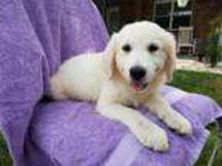 Mutt Puppy for sale in Lykens, PA, USA