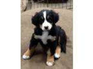 Bernese Mountain Dog Puppy for sale in Stuart, IA, USA