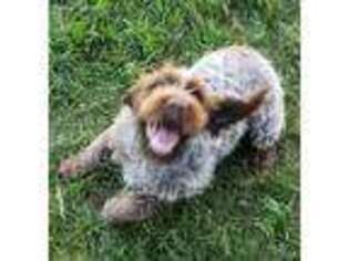 Wirehaired Pointing Griffon Puppy for sale in Billings, MT, USA