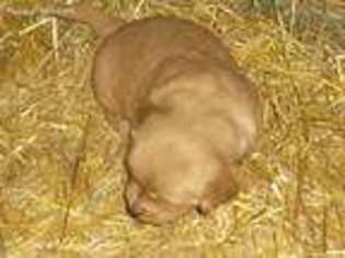 Golden Retriever Puppy for sale in Winslow, IL, USA