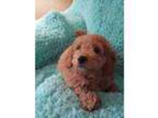 Goldendoodle Puppy for sale in Lewisburg, OH, USA