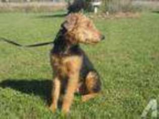 Airedale Terrier Puppy for sale in GREENVILLE, MI, USA
