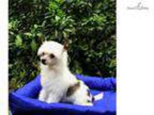 Chinese Crested Puppy for sale in Baton Rouge, LA, USA