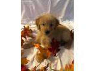 Golden Retriever Puppy for sale in Festus, MO, USA