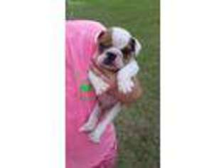 Bulldog Puppy for sale in Camden, SC, USA