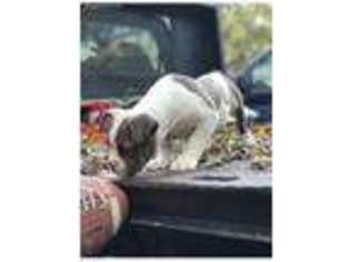 Olde English Bulldogge Puppy for sale in Fayetteville, GA, USA