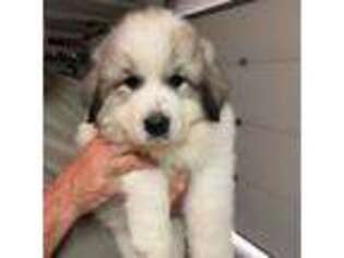 Great Pyrenees Puppy for sale in Redding, CA, USA