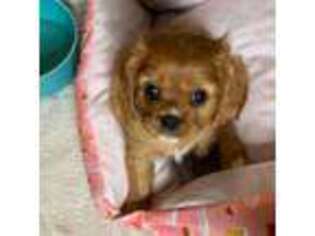 Cavalier King Charles Spaniel Puppy for sale in Gig Harbor, WA, USA