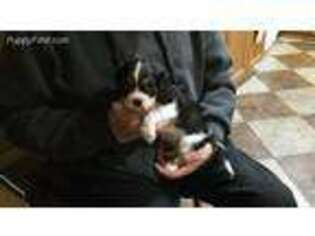 Cavalier King Charles Spaniel Puppy for sale in Stover, MO, USA