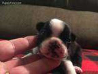 Boston Terrier Puppy for sale in Wichita, KS, USA