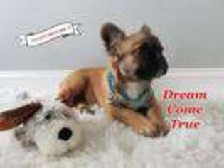 French Bulldog Puppy for sale in Cobbtown, GA, USA