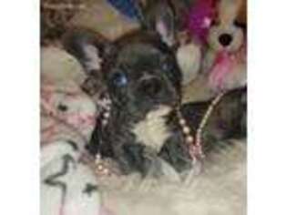 French Bulldog Puppy for sale in Swansboro, NC, USA
