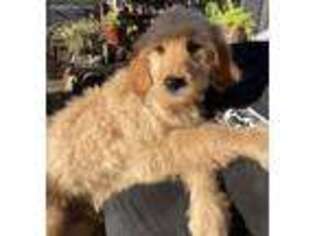 Goldendoodle Puppy for sale in Newark, CA, USA