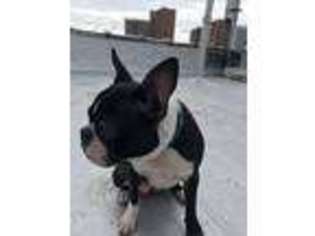Boston Terrier Puppy for sale in Brooklyn, NY, USA