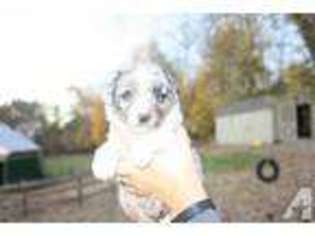 Miniature Australian Shepherd Puppy for sale in MOUNT AIRY, MD, USA