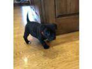 Staffordshire Bull Terrier Puppy for sale in Sugarcreek, OH, USA
