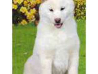 Shiba Inu Puppy for sale in Newberry, MI, USA
