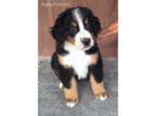 Bernese Mountain Dog Puppy for sale in Bristol, TN, USA